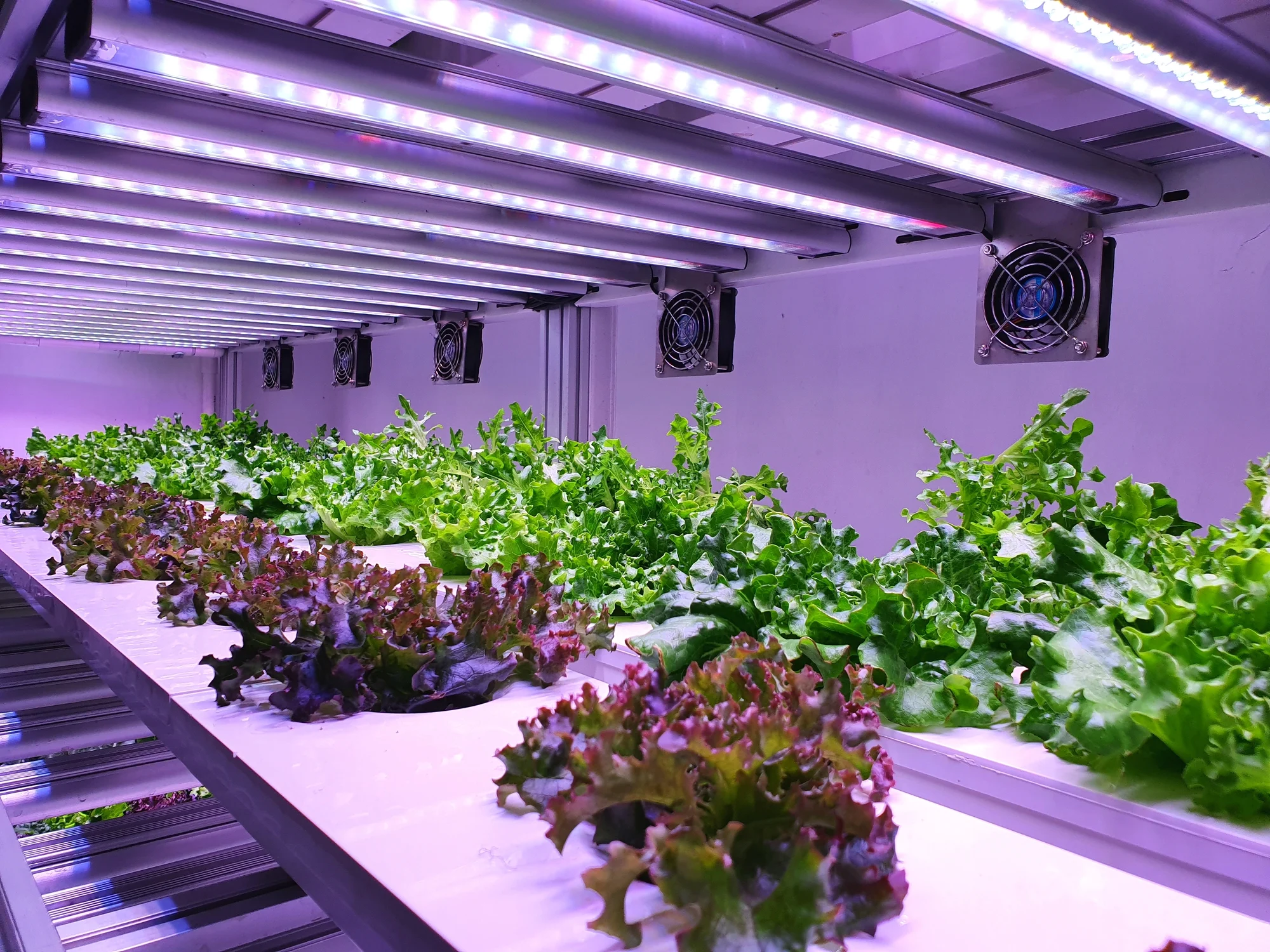 10 Surprising Facts About Vertical Farming You Probably Didn’t Know