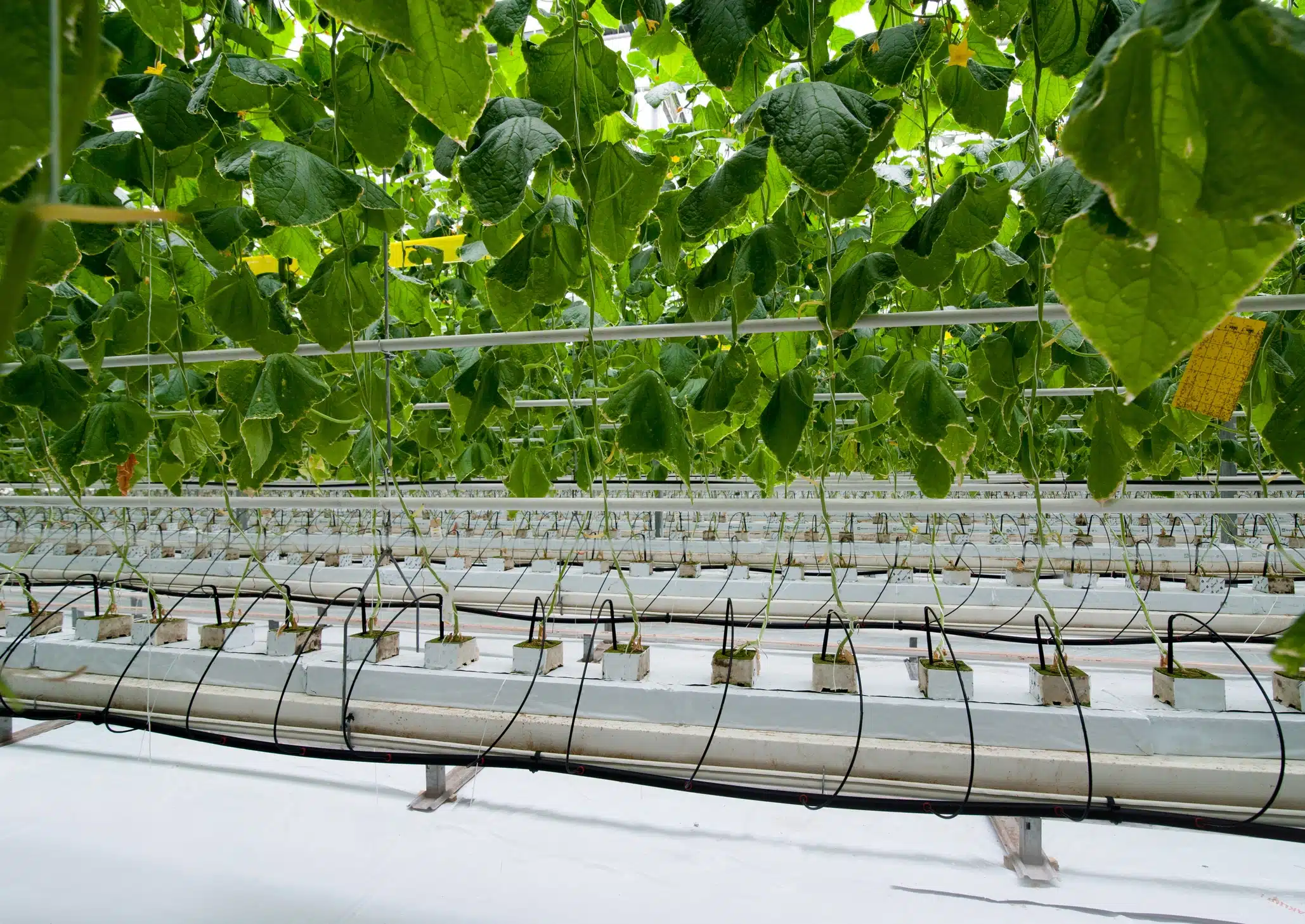 How Hydroponic and Aquaponic Farming Are Reshaping Global Agriculture