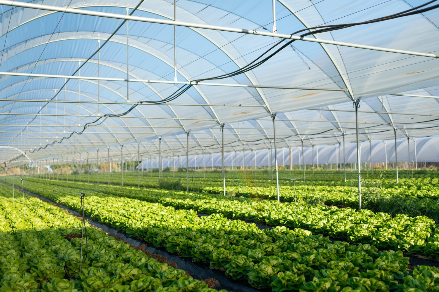 Greenhouse Farming