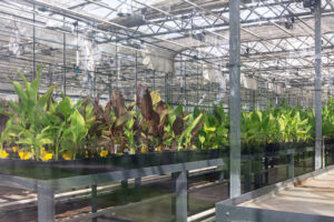 Greenhouse farming