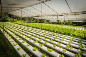 How Hydroponic Farms Save Water, Space, and Resources
