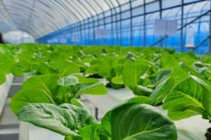 Indoor Vertical Farming