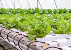 hydroponic farming