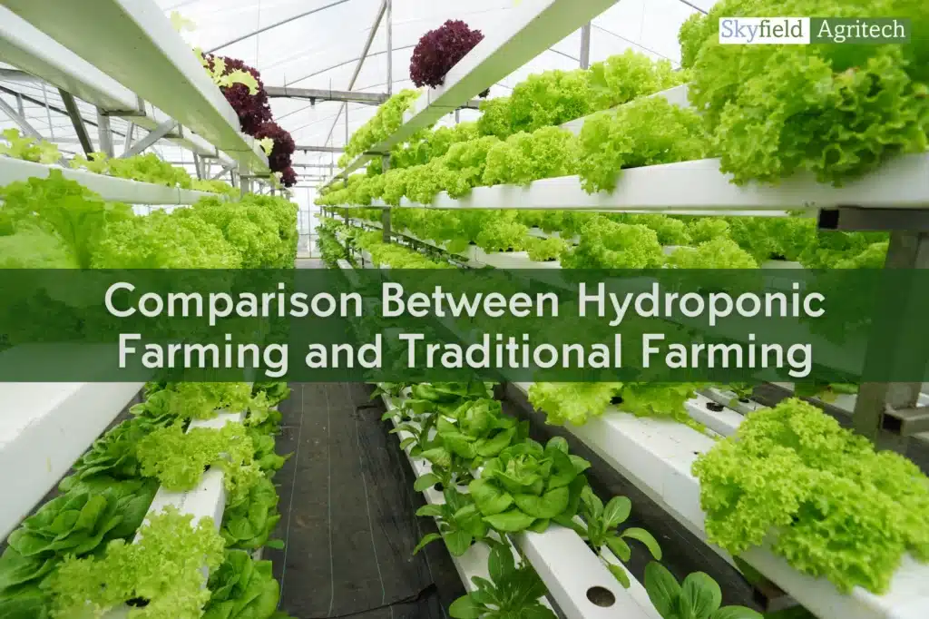 Comparison Between Hydroponic Farming and Traditional Farming