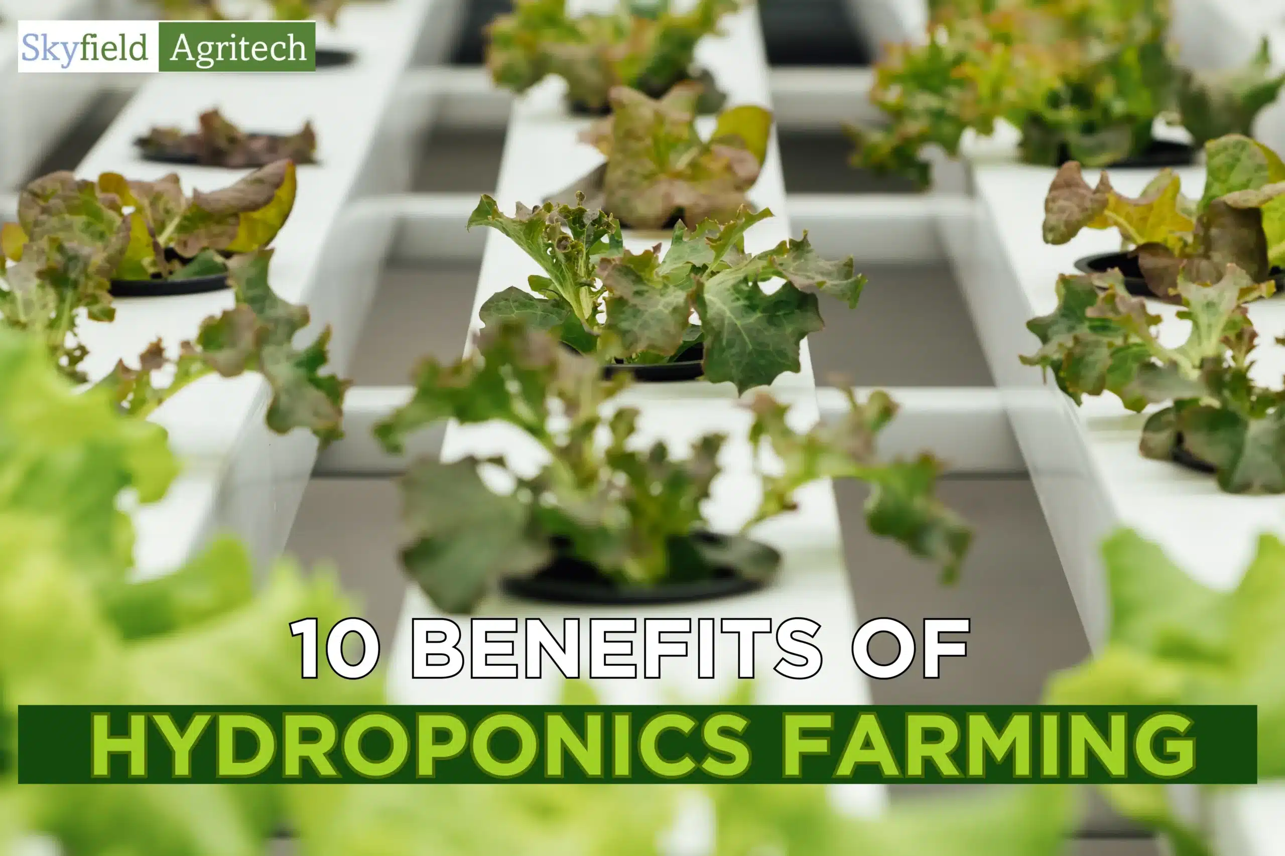 10 Benefits of Hydroponics Farming & Its Role in Agriculture