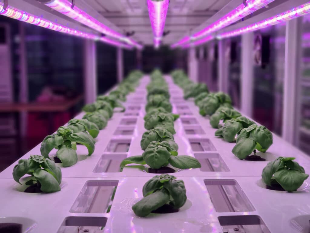 LED Growlights vs Sunlight Best Choice for Indoor Vertical Farming