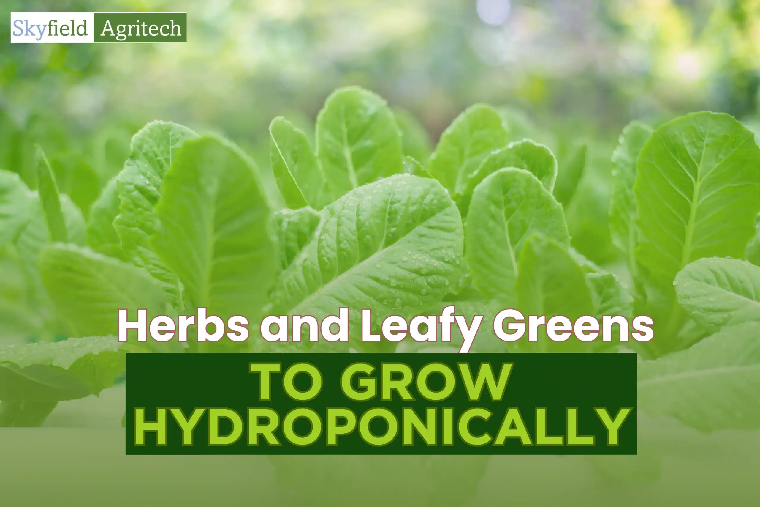 10 Profitable Hydroponic Herbs & Leafy Greens to Grow in UAE