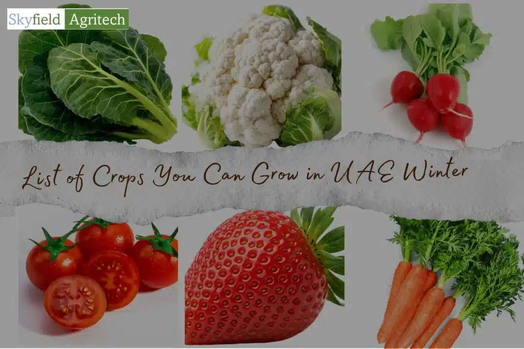 Winter Crops in the UAE | Hydroponic Farming