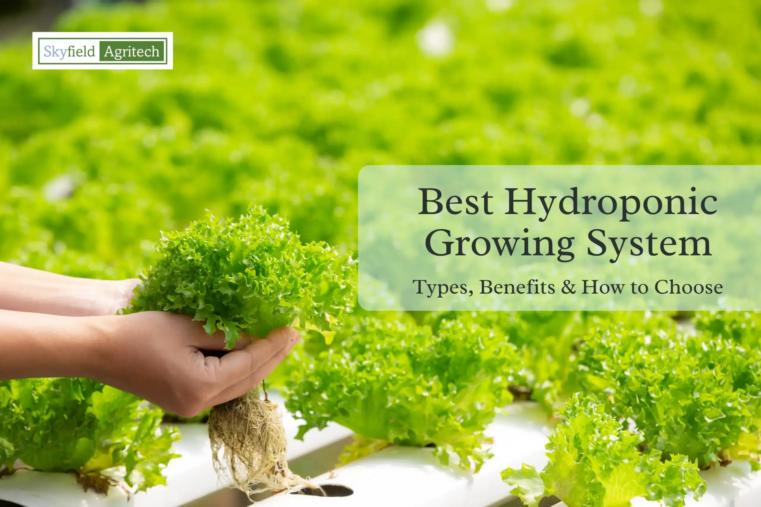 Best Hydroponic Growing System Types, Benefits & How to Choose