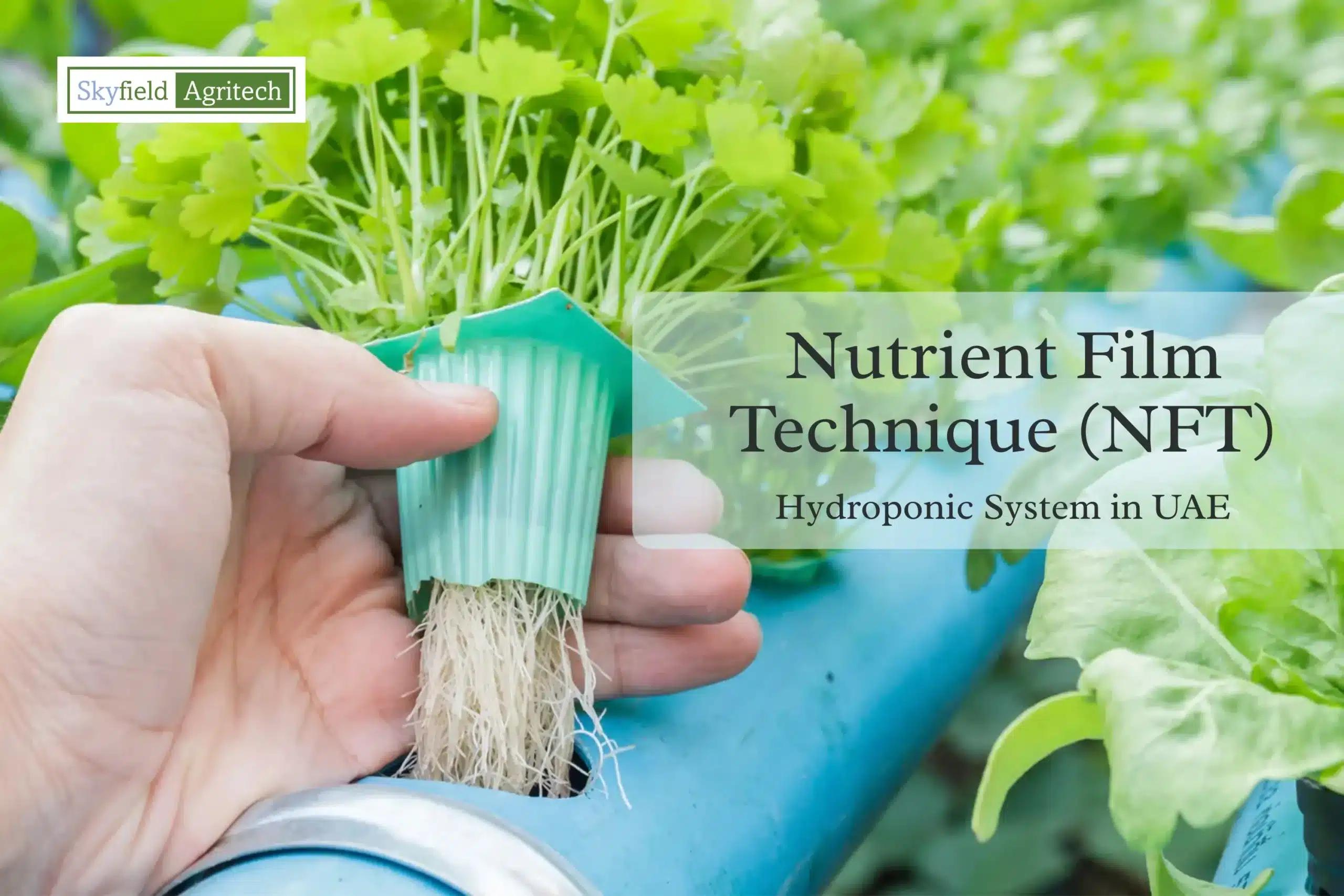 Nutrient Film Technique (NFT) Hydroponic System in UAE