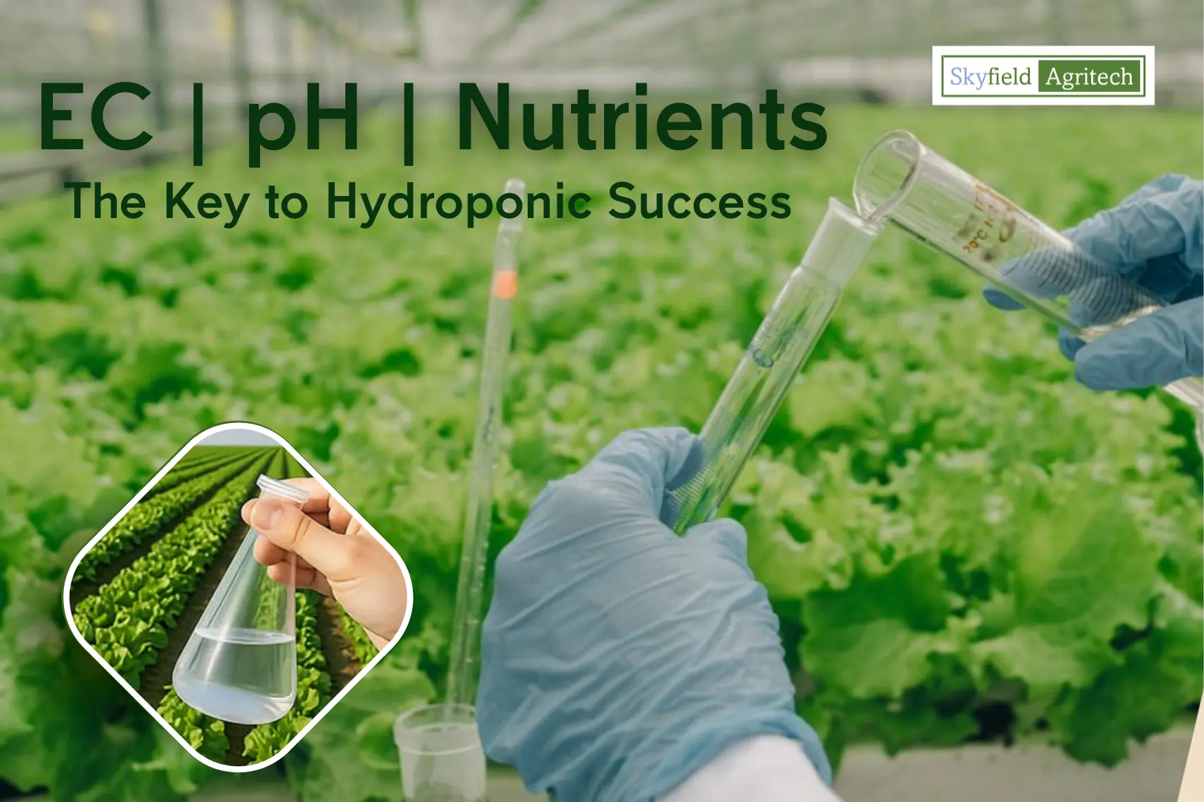 Nutrient Solution for Hydroponics: EC, pH & Nutrient Balance Guide