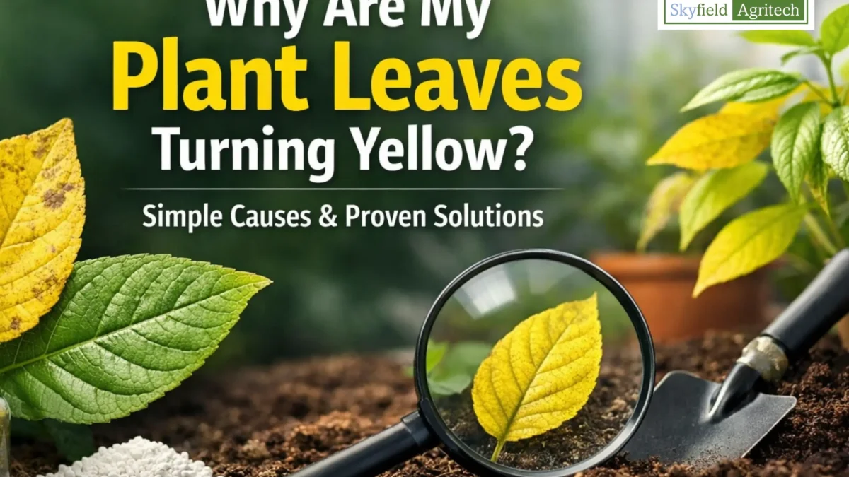 bay leaf plant Fresh Bay Leaf Foliage (Laurus Nobilis, Laurel)  Premium Greenery    The Garland Guy